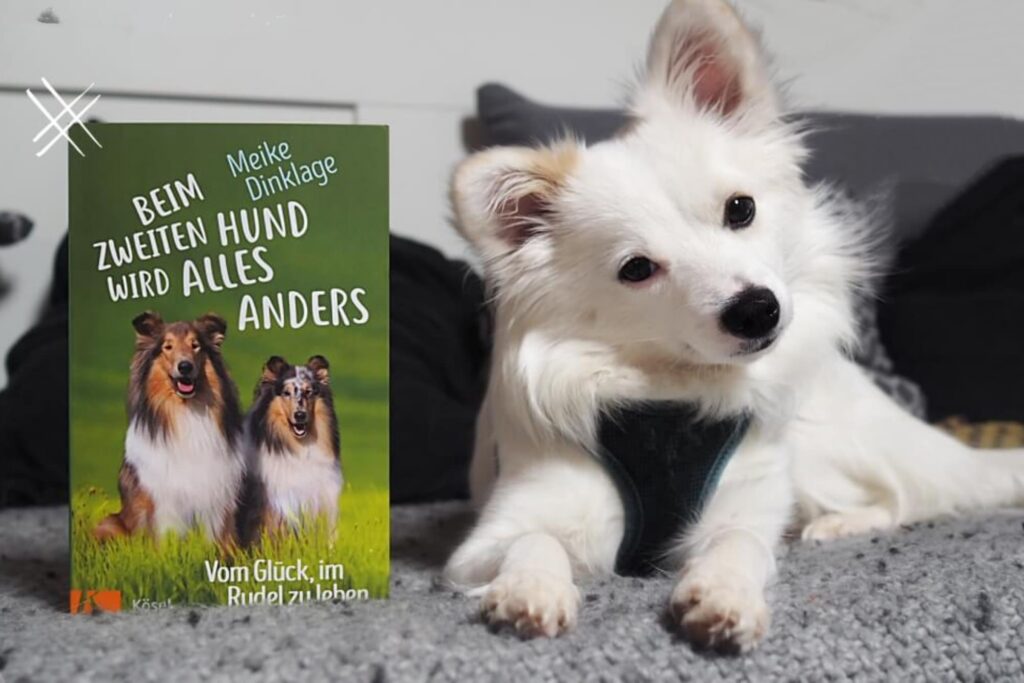 Beim zweiten Hund wird alles anders