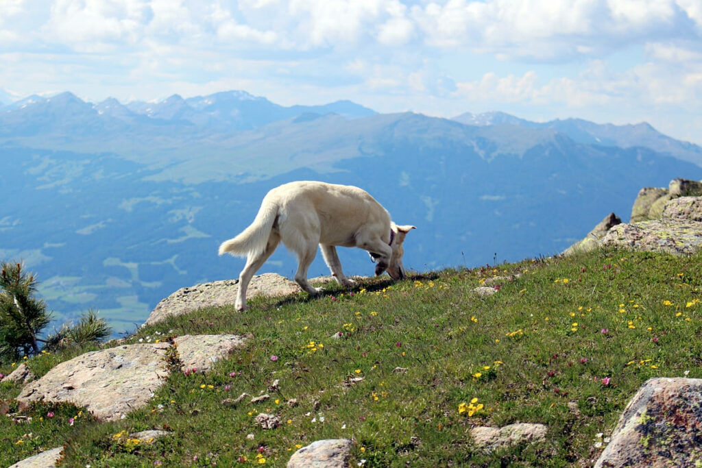 Rufst du noch? Buchrezension Buchtipp Jagdhund 1