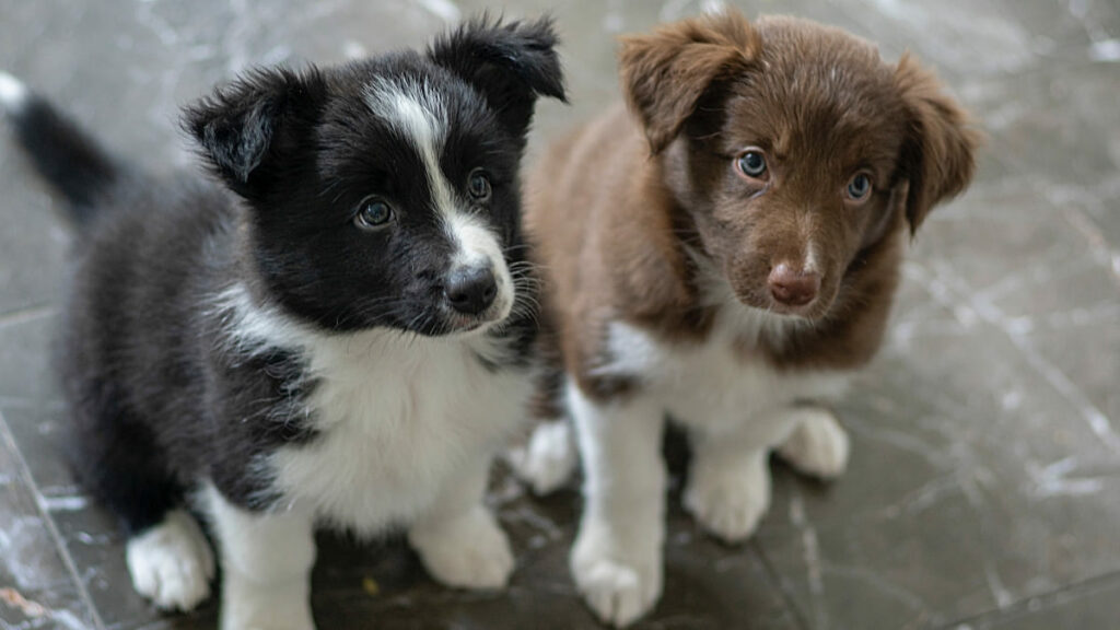 Welpe kaufen in Südtirol Woher Hund in Suedtirol