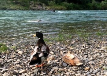 klausen eisack ausflugstipp Familie Besuch Künstlerstädchen familentag sonntag was tun südtirol eisacktal tipps empfehlung natürlich kindgerecht elternblog südtirol familienblog mamablog suedtirol ausflugtipps empfehlungen was tun in südtirol indoorspielplatz südtirol familienwanderung gemütlich eisacktal brixen klausen familienfreundlich tolle spielplätze spielplatz tipp empfehlung