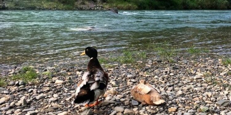 klausen eisack ausflugstipp Familie Besuch Künstlerstädchen familentag sonntag was tun südtirol eisacktal tipps empfehlung natürlich kindgerecht elternblog südtirol familienblog mamablog suedtirol ausflugtipps empfehlungen was tun in südtirol indoorspielplatz südtirol familienwanderung gemütlich eisacktal brixen klausen familienfreundlich tolle spielplätze spielplatz tipp empfehlung