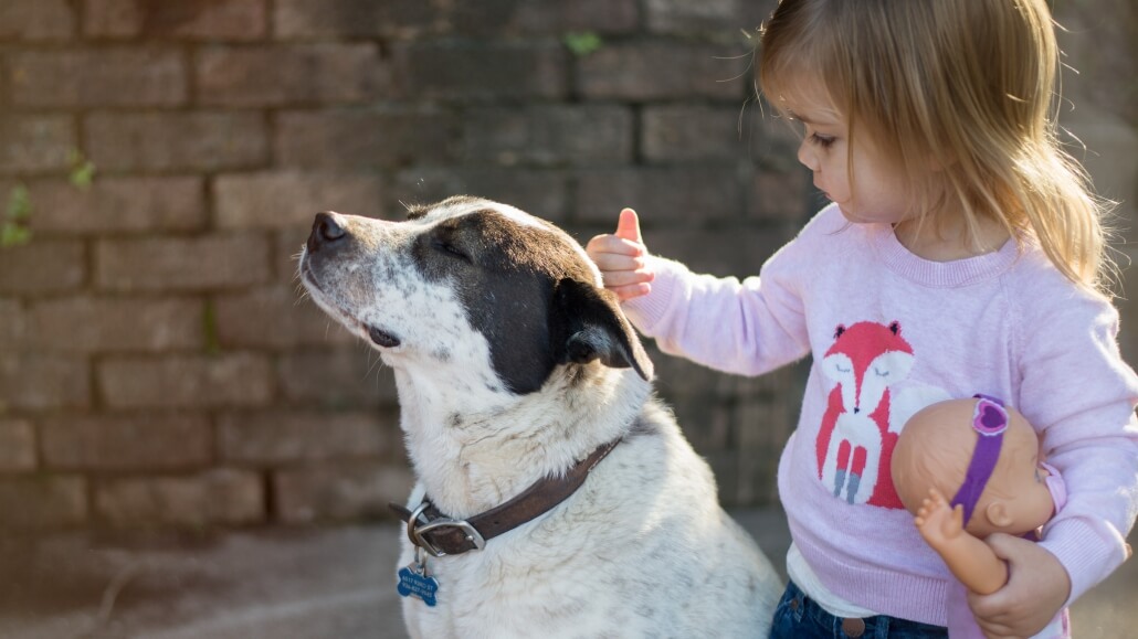 10 Fragen vor dem Hundekauf