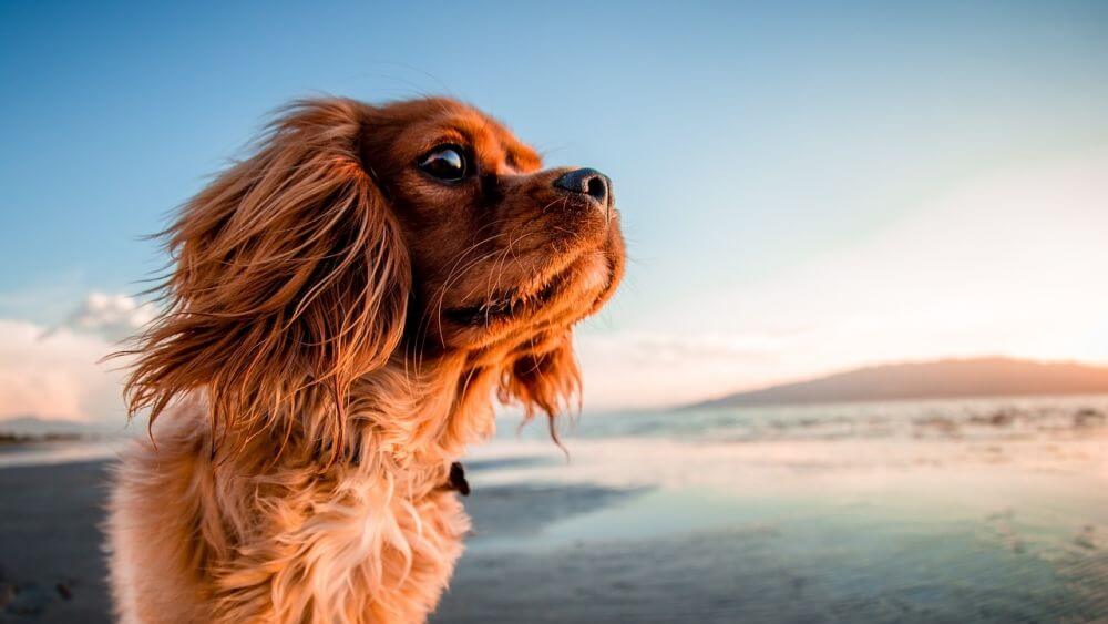 Italienurlaub mit Hund Brauche ich ein Seresto Parasitenhalsband oder ein Scalibor Protectband wirklich