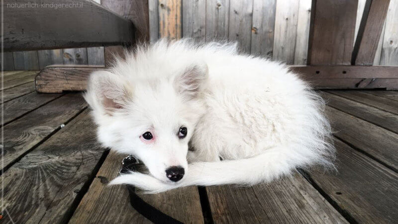 Was-wir-aus-der-Welpenzeit-mit-unserem-Familienhund-gelernt-haben