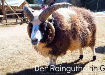 Besuch-in-der-Tierwelt-Rainguthof-in-Tisens-Gfrill