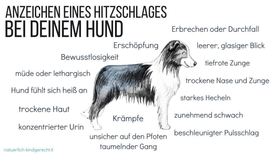 Der-Hitzschlag-beim Hund-was-ist-im-Urlaub-mit-Hund-zu-beachten