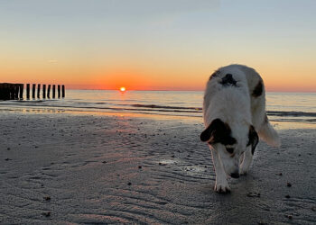 Pflegehund-Denver-warf-unseren-Alltag-auf-den-Kopf