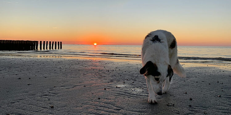Pflegehund-Denver-warf-unseren-Alltag-auf-den-Kopf