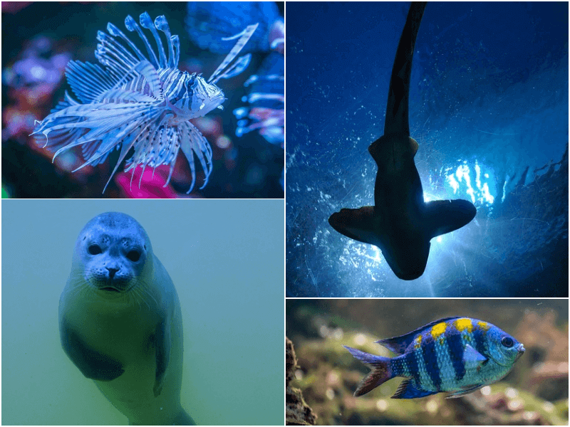 Sea Life Acquarium Gardaland
