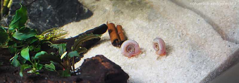 Aquarium-im-Kinderzimmer-welche-Größe-und-auf-was-achten