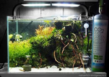 Abbild eines Kinderaquariums von Blau aquaristik in der Größe 40x28x25 cm