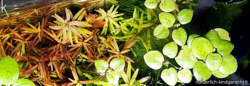 Welches Aquarium eignet sich für Kinder und welchen Filter brauche ich