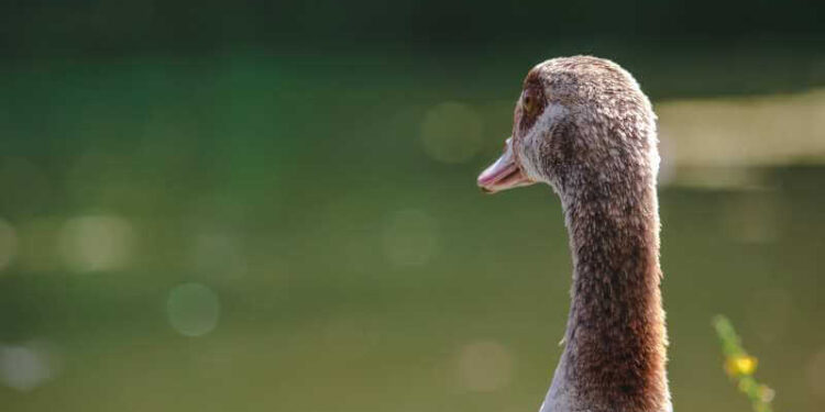 Ente-am-Völser-Weiher-in-Völs-am-Schlern