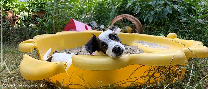 Hunde aus dem Tierschutz in Italien Kalabrien von einer Pflegestelle adoptieren
