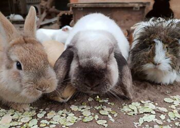 Sie-lieben-Erbsenflocken-Kasimir-Maya-Holger-und-Zac