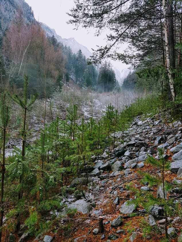 Glücklich durch Waldbaden Südtirol