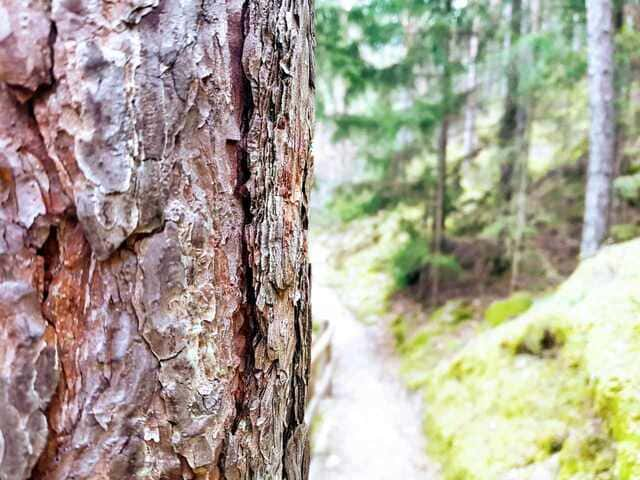 Natürlich glücklich im Wald