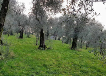 Sehnsucht nach dem Wald Südtirol Wandertipps