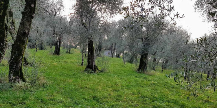 Sehnsucht nach dem Wald Südtirol Wandertipps