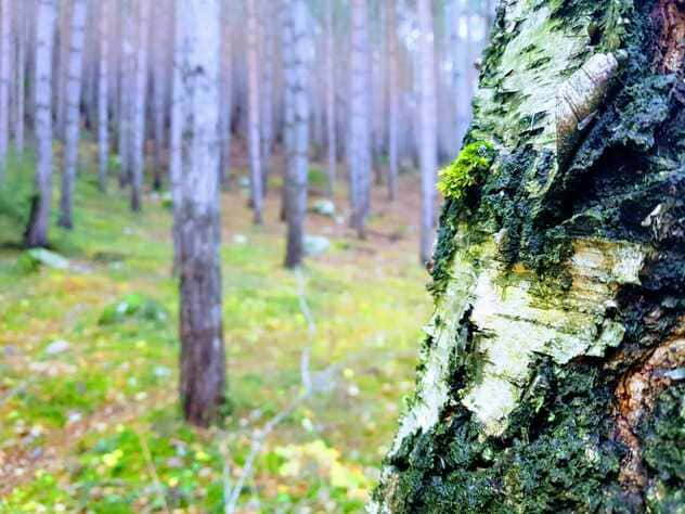 Wald erleben in Südtirol Waldbaden