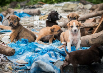 Streuner-in-Italien-Staatliche-Tierheime-in-Italien-canile