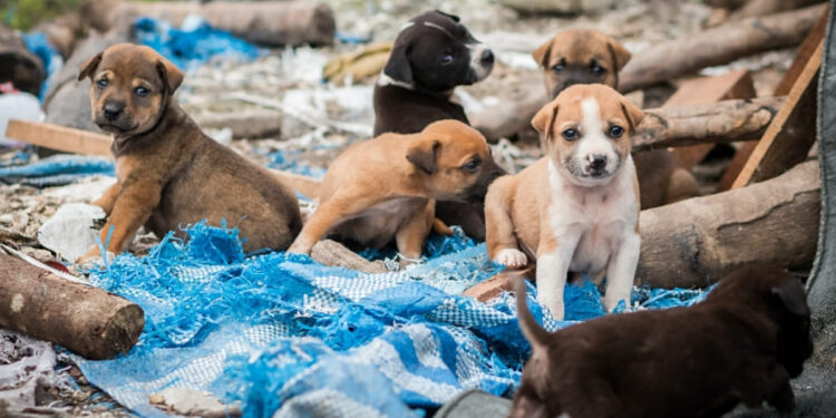Streuner-in-Italien-Staatliche-Tierheime-in-Italien-canile
