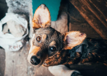 Pflegehündin-Moka-Pflegestelle-Südtirol