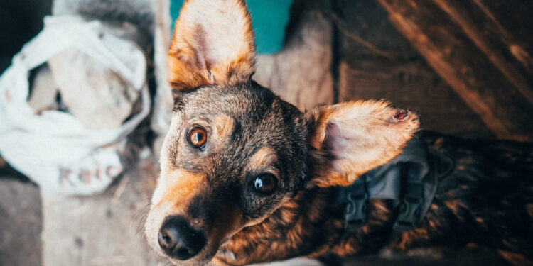 Pflegehündin-Moka-Pflegestelle-Südtirol