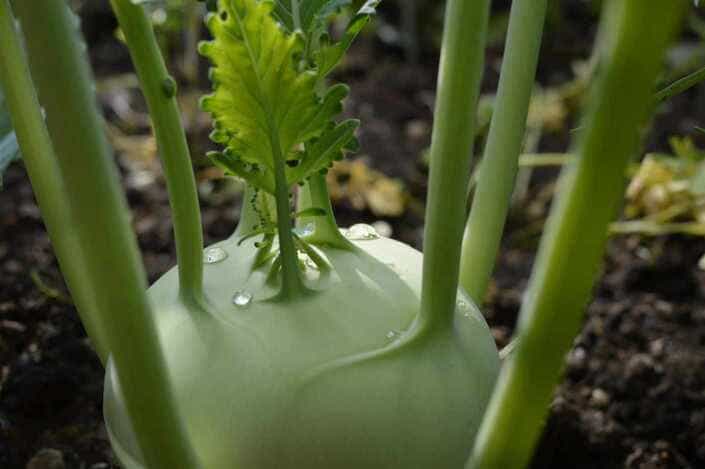 Kohlrabi mit Apfel Salat
