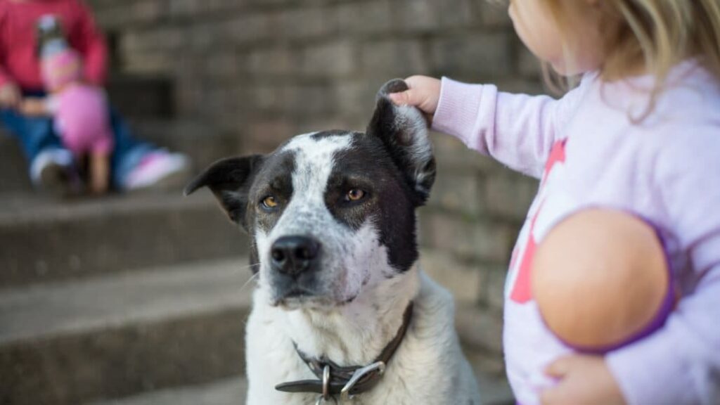 Sicherer-Umgang-zwischen-Kind-und-Hund