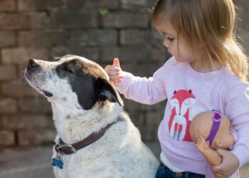 10-Fragen-vor-dem-Hundekauf