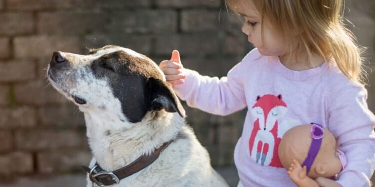 10-Fragen-vor-dem-Hundekauf