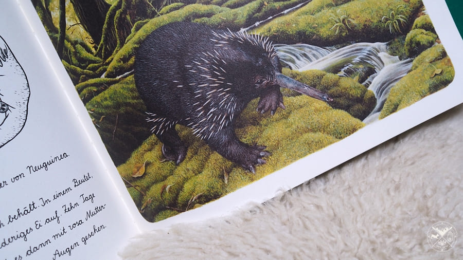 Die wundersamen Zwölf - Kuriose Säugetiere, die tatsächlich existieren Einblick in das Buch