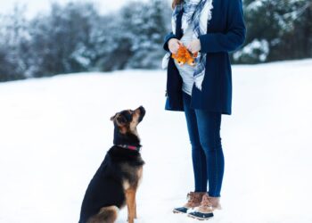 Schwangerschaft Baby und Hund schwanger mit Hund