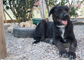 Das-Rifugio-Oasi-Argo-in-Ciro-Marina-Gabry