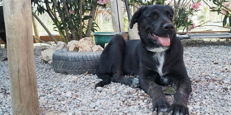 Das-Rifugio-Oasi-Argo-in-Ciro-Marina-Gabry