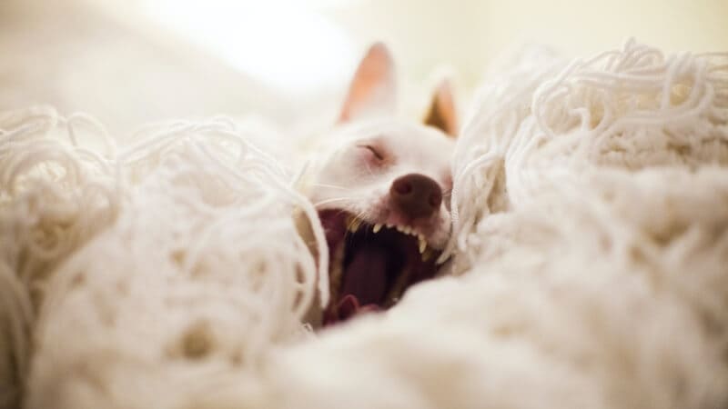Konditionierte-Entspannung-beim-Hund-Silvester
