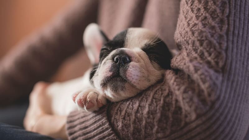 Silvesterangst beim Hund vorbeugen und heilen