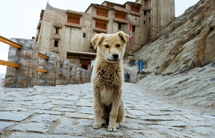 Schmutziger Hund mitten auf der Straße: Was es über Streuner in Italien zu wissen gibt!