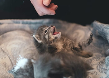 Tierschutz-in-Suedtirol-wie-kann-ich-Helfen