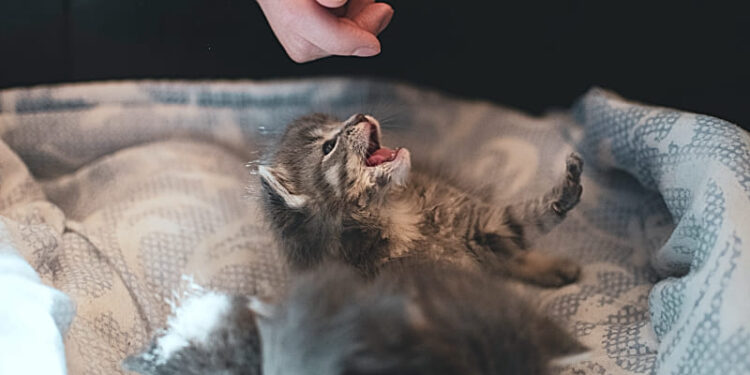 Tierschutz-in-Suedtirol-wie-kann-ich-Helfen