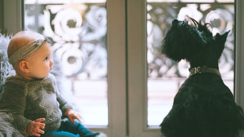 Baby-und-Hund-wie-macht-ihr-das