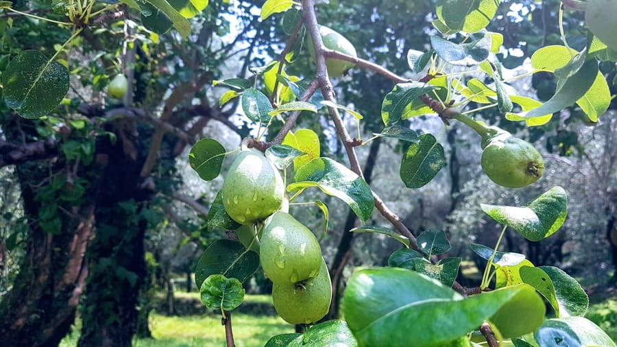 Birnbaum in Omas Garten