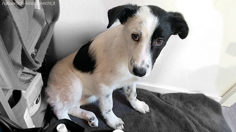 Ein-Hund-aus-dem-Ausland-adoptieren