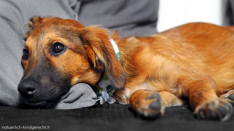 Ein-Hund-aus-dem-Tierschutz-Hund-aus-Kalabrien-Welpe-aus-Sizilien