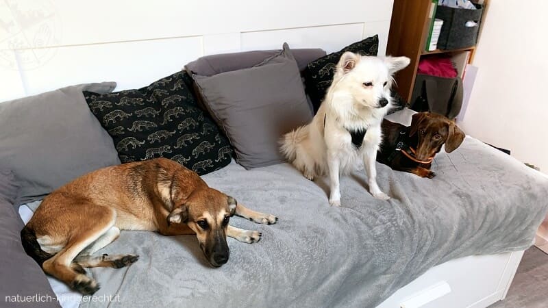 Haltung-von-zwei-und-mehreren-Hunden-Tipps