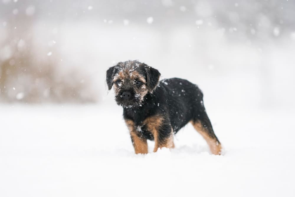 Honig für Hunde gesund Propolis Hundeernährung im Winter