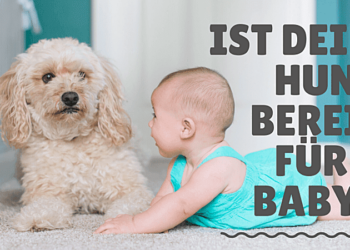 Ist-dein-Hund-bereit-fürs-Baby