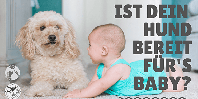 Ist-dein-Hund-bereit-fürs-Baby