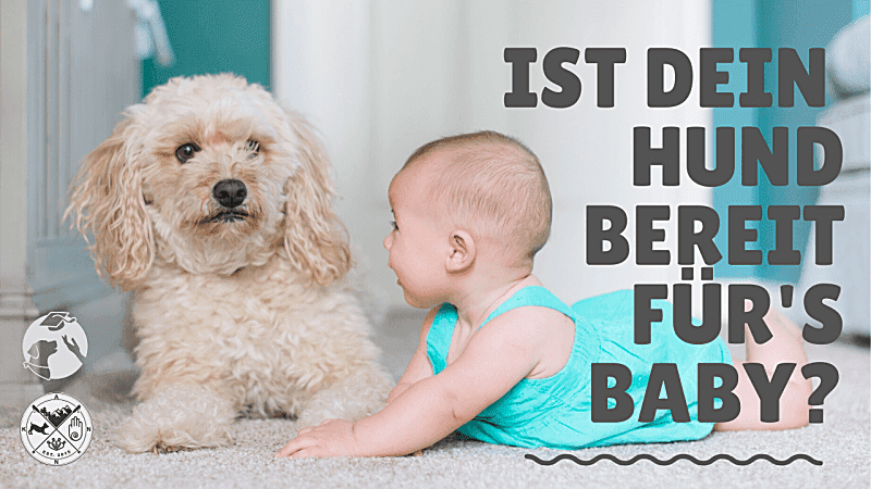 Ist-dein-Hund-bereit-fürs-Baby